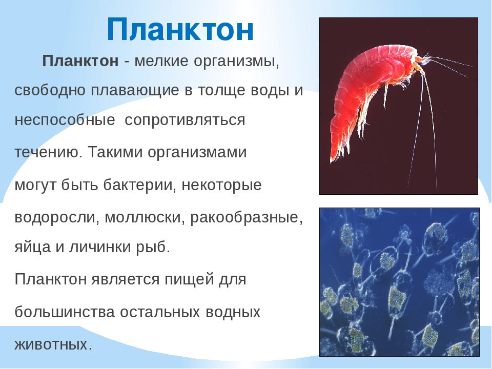 Планктон - что это такое и где водится?
